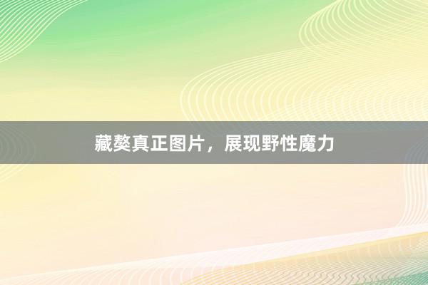 藏獒真正图片，展现野性魔力